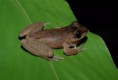 /album/photo-gallery-significant-fauna/litoria-rheocola-cape-tribulation-jpg1/